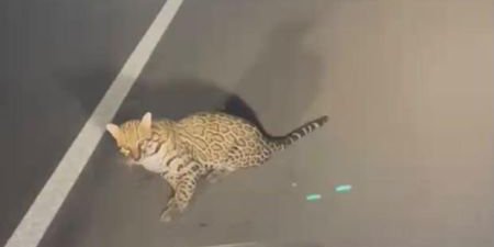 Jaguar sobrevive tras ser arrollado en carretera de Quintana Roo.
