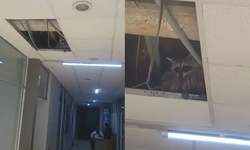 Capturan un Mapache en Clínica Hospital del ISSSTE en Reynosa; Estaba Entre los Plafones.