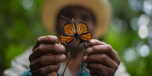 Ciencia ciudadana y microchips: las nuevas herramientas para estudiar a la monarca