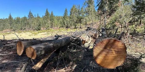 Ni 216 operativos frenan la tala clandestina en el Estado de México.