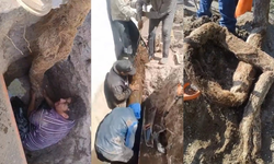 Encuentran enormes raíces que por 10 años bloquearon el agua potable en dos colonias de Ecatepec.