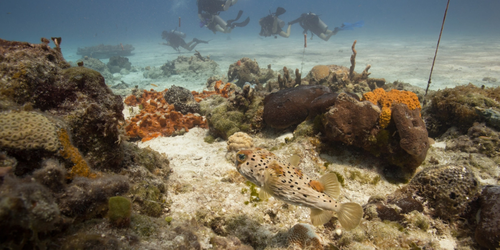 Científicos identifican 166,000 km² de arrecifes de coral capaces de sobrevivir a la crisis climática.
