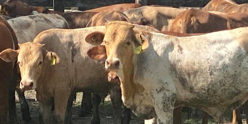 Producción ganadera potosina tiene un valor superior a $16 mil 600 millones