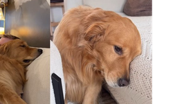 Wally, el perro viral que se emociona demasiado: nació durante la pandemia y desarrolló una sensibilidad aguda.