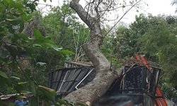 Fuertes vientos derriban árboles y causan daños materiales en Ciudad Valles