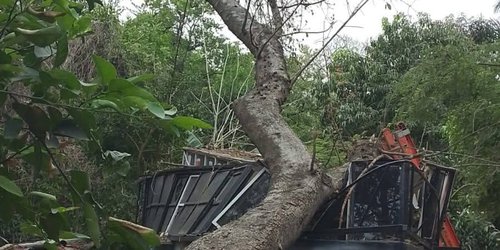 Fuertes vientos derriban árboles y causan daños materiales en Ciudad Valles