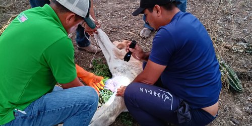 Refuerza Gobierno Municipal de CDFDZ acciones contra el gusano barrenador del ganado en comunidades rurales