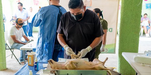 Inicia Gobierno Municipal jornada de esterilización canina y felina en Los Llanitos