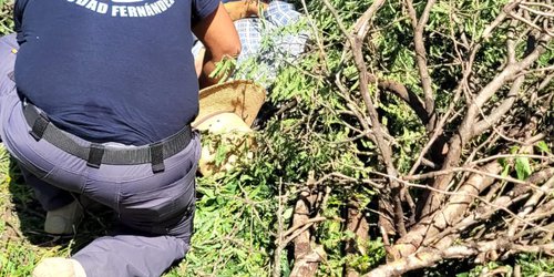 Hombre pierde la vida tras caer de un árbol en El Refugio