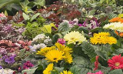 FENAPO 2026 estrena Feria de las Flores con productores de varios estados