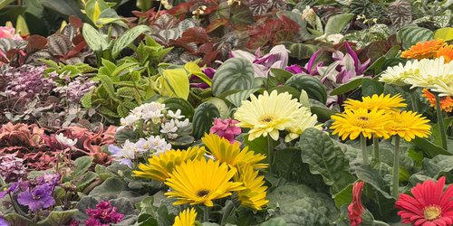 FENAPO 2026 estrena Feria de las Flores con productores de varios estados