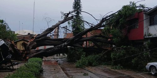Revisarán otros dos árboles gigantes de la plaza San Antonio tras caída de ejemplar en Rioverde