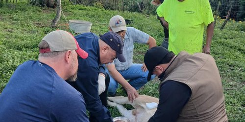 Refuerzan vigilancia sanitaria contra el gusano barrenador en Lagunillas