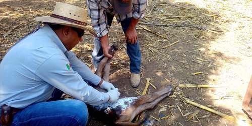 SEDARH refuerza acciones contra el gusano barrenador