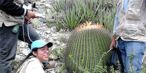 ¿Cómo afectan los metales pesados a las cactáceas?