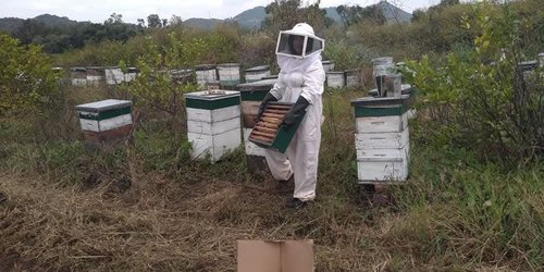 Hoy se celebra el Día Mundial de las Abejas