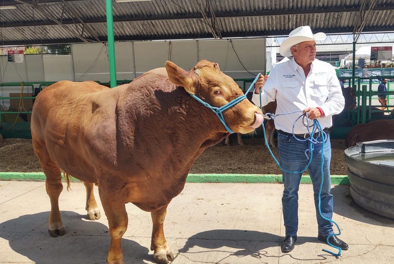 ganado_limousin_fenapo_2026_exposicion.jpeg