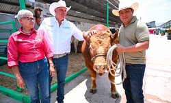 98 ejemplares de ganado limousin se exhiben este sábado en la Fenapo