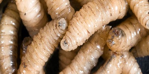 Confirman casos de gusano barrenador en Rioverde; refuerzan capacitación a ganaderos