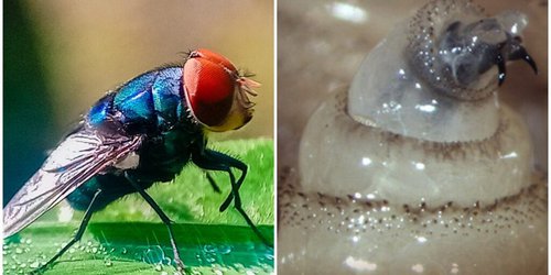 Confirman el tercer caso de gusano barrenador en humanos, registrado en el municipio de Real de Catorce.