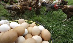 Capacitan sobre producción de huevo en granja de traspatio