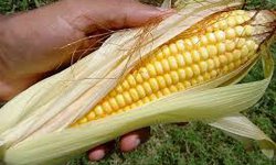 Planea Ayuntamiento de Rioverde apoyos agrícolas con semilla de maíz elotero y fertilizante