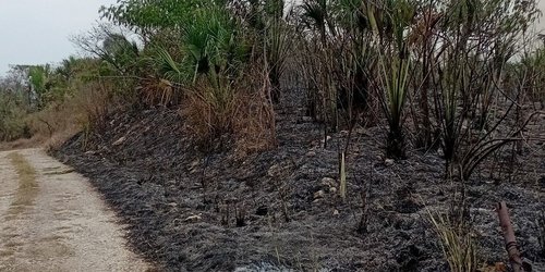 Se incendia cerro de la Cruz en Tambaca y autoridades y vecinos piden auxilio
