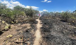 Gobierno del Estado liquida incendio forestal en Matehuala
