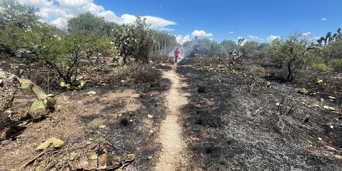 Gobierno del Estado liquida incendio forestal en Matehuala