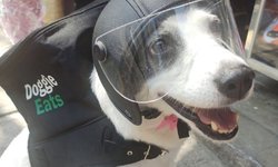 Perrita reparte comida para ayudar a su refugio de animales