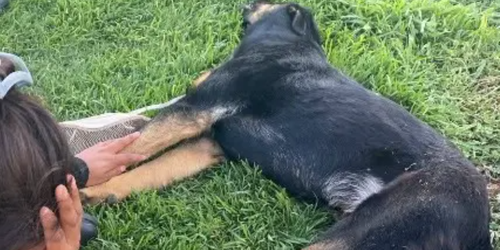 FGE inicia investigación por presunto caso de maltrato animal