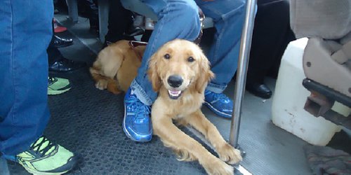 Personas que requieran apoyo de perros guías, ya podrán acceder libremente al transporte público