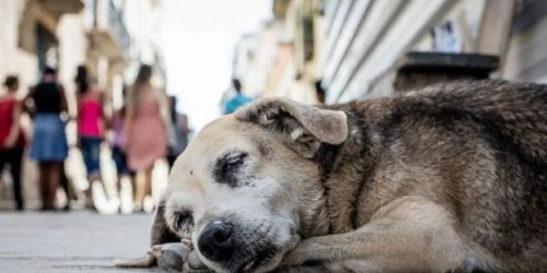 Más de 58 mil perros y gatos están en condición de calle en San Luis Potosí
