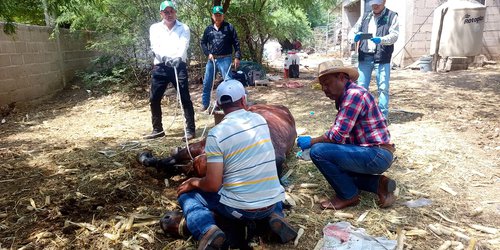 Gobierno Estatal aplica "Plan piloto" contra el gusano barrenador