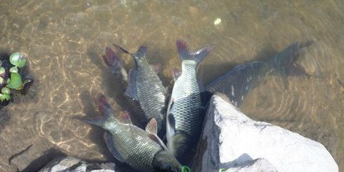 Impulsan Ley de Acuacultura y Pesca Sustentables en SLP