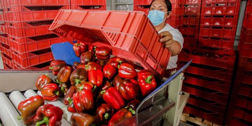 Agiliza Agricultura el despacho de cargamentos de alimentos mediante uso de tecnología