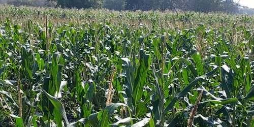 Seguridad Pública de Ciudad Fernández fortalece combate al robo hormiga en el sector agrícola
