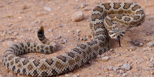 Menor es mordido por víbora de cascabel mientras recolectaba leña