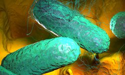 En la temporada de calor, se debe prevenir la fiebre tifoidea