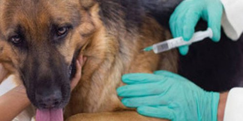 Inició Jornada Nacional de Vacunación Antirrábica Canina y Felina