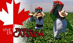 Jornaleros prefieren irse a trabajar a Canadá, que EUA